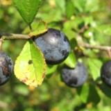 1109F 194 Reiherbach Tal